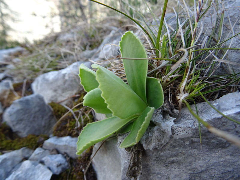 Primula auricula